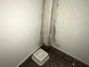 Limpieza de moho en Alicante