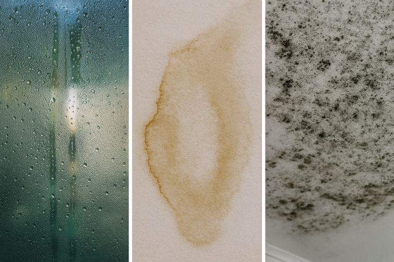 Diferencias entre humedad, moho y condensación Diferencias entre moho, humedad y condensación