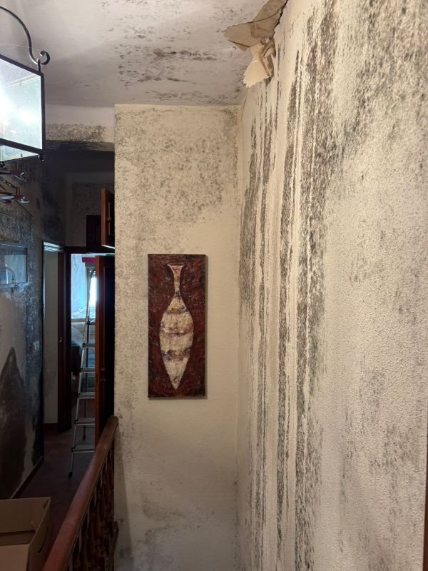 Limpieza y desinfección moho en Barcelona Limpieza y desinfección de moho en Barcelona